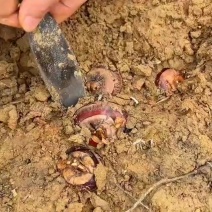 新鲜正宗实惠荸荠马蹄地栗水果特大现挖特产农家蔬菜马蹄脆甜