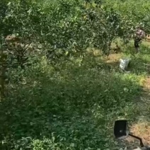 红江澄