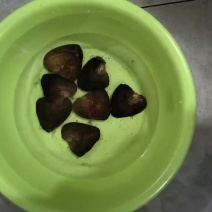 珍珠蚌