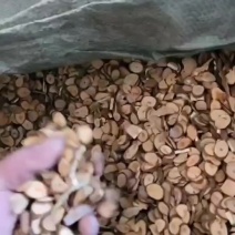 桂枝斜片中粒8-10桂枝桂尖干货