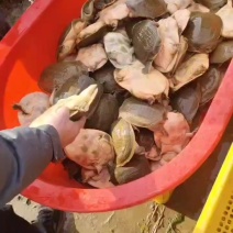 外塘黄甲