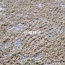 红桔种子