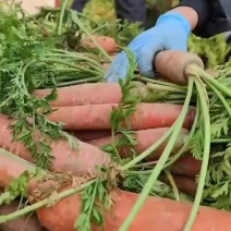 大荔红萝卜🥕，大量供应中，欢迎全国各地客商。