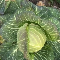 精品牛心菜，甘蓝