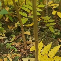 南酸枣苗50-130cm高均有欢迎来电洽谈合作免费技术