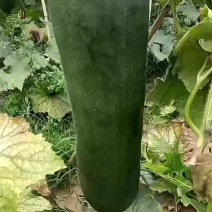 黑皮冬瓜