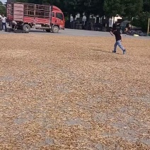 黄花菜