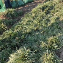 麦冬苗
