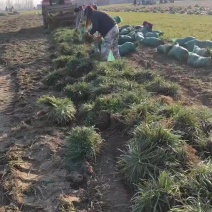 麦冬苗