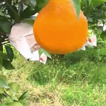 【优质】四川资阳耙耙柑春见柑桔果肉饱满口感好价格实惠欢迎选购