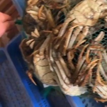大闸蟹