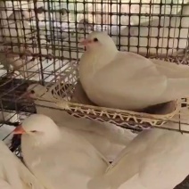 米玛斯种鸽，白羽王，杂交鸽子5只包邮