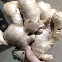 短胖烘干姜优质风干大姜产地直发