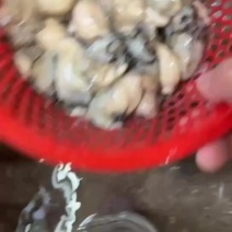 精品生蚝