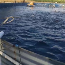 生态水鲈鱼