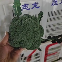 西兰花大量上市质量求生存欢迎全国广大客户批发商来产地考察