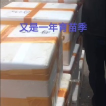 澳洲蓝龙虾