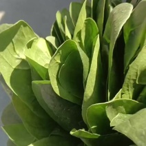 精品菠菜
