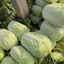 涮锅专用白菜