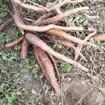 白色木薯