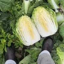 精品黄心白菜