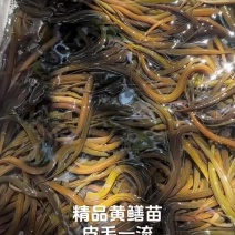精品黄鳝苗、仿生苗、人工苗、规格齐全