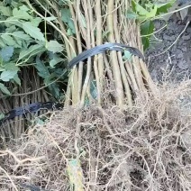 山楂苗广西山楂苗青果山楂苗