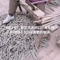 山东聊城！1500亩！107速生杨当年苗，现大量供应，1