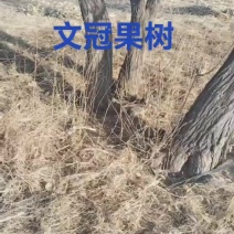 文冠果树