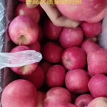 山西省临汾市吉县红富士苹果价格不高，货源充足需要的客商联