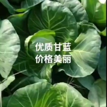 精选莒南优质甘蓝集中上市中牛心甘蓝热卖价格实惠