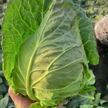 精品牛心包产地鲜菜采摘，保质保量，欢迎来电订购