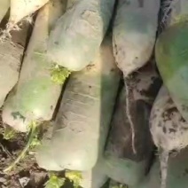 青萝卜无黑点无虫眼脆甜口感好