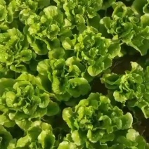 大棚叶菜
