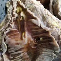 8分熟牛腩