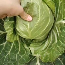 大棚甘蓝
