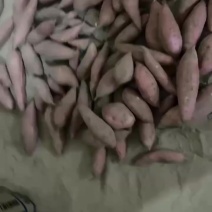 [牛]烟薯25，西瓜红，济暑26均在售，大量供应一手货源