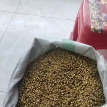 畜牧专用炒熟黄豆