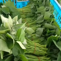 红薯叶