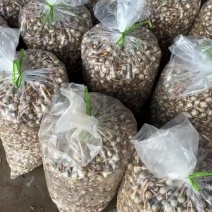 云南茨菇新鲜大量上市白慈菇青慈菇铁锈慈菇一天100吨