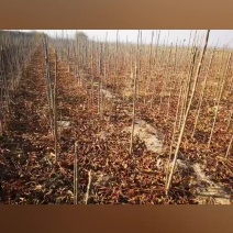 鸡冠红红油香椿树苗二年苗一年苗大量供应，品质纯正假一赔万