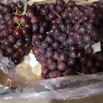 冷库巨丰葡萄