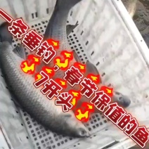 乌青鱼
