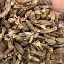 二年生纯新白术种子出售，自己买的三百斤不种了