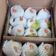 新疆库尔勒香梨，皮薄肉厚，脆甜多汁，适用于市场电商