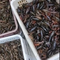 精品小龙虾