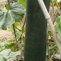 黑皮冬瓜鲜货，大量供应。