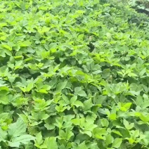 独活苗子