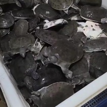 温室甲鱼，通货，精品，大量要的老板欢迎前来洽谈