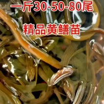 精品黄鳝苗种